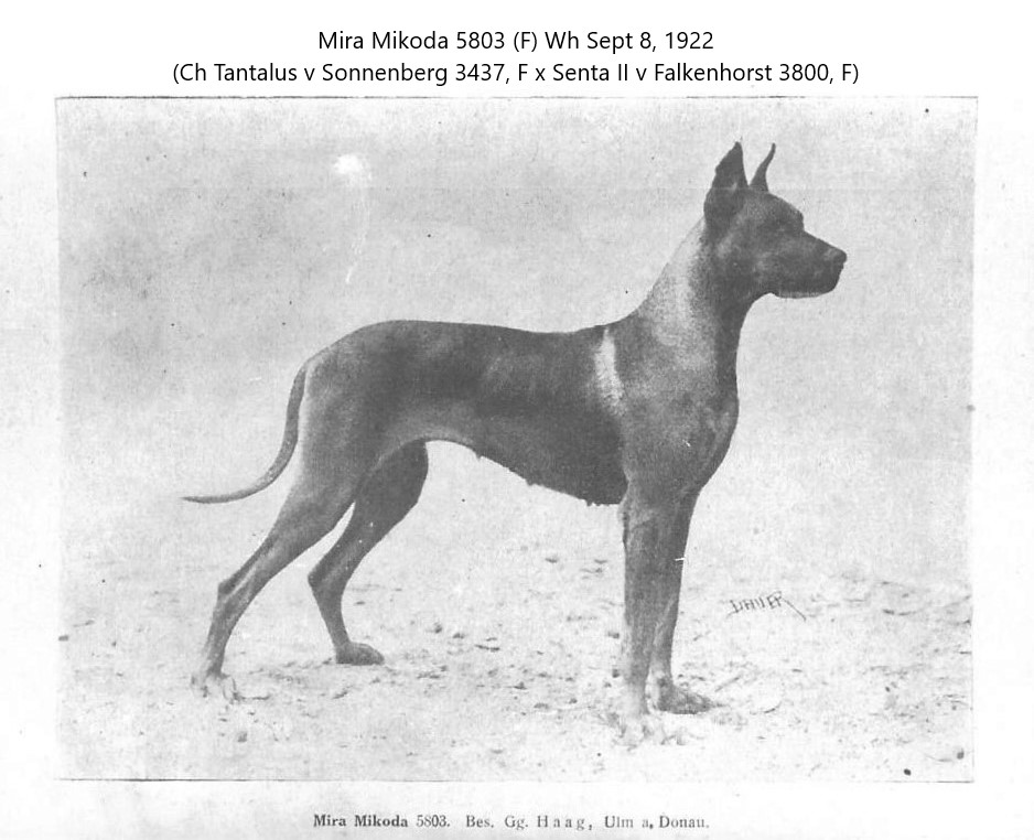 Mira Mikoda